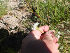 Chaenactis fremontii