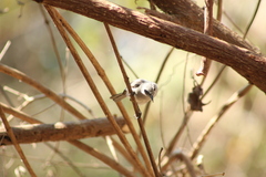 Polioptila albiloris
