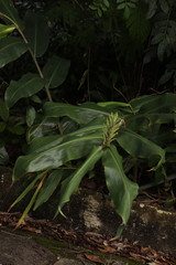 Hedychium