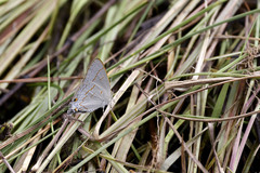 Hypolycaena philippus