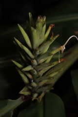 Hedychium