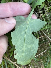 Phytomyza syngenesiae