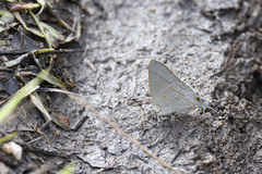 Hypolycaena philippus