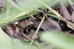 Arthroleptis stenodactylus