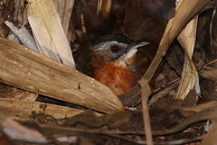 Pellorneum capistratum