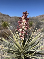 Yucca torreyi