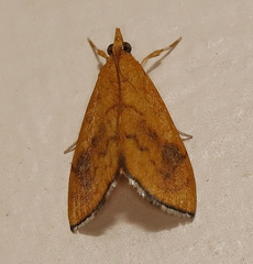 Hyalobathra brevialis