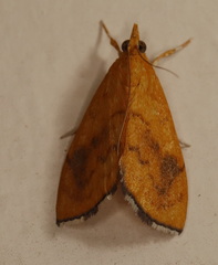 Hyalobathra brevialis