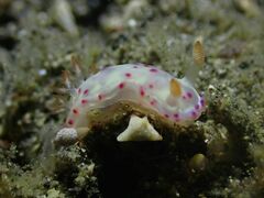 Hexabranchus