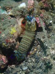 Odontodactylus scyllarus