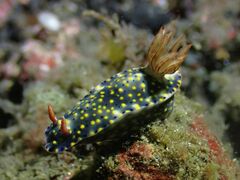 Hypselodoris roo