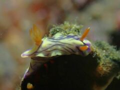 Hypselodoris zephyra