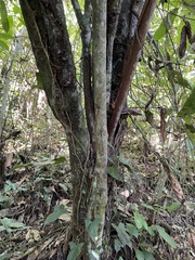 Morisonia americana