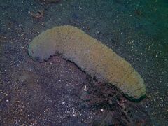 Stichopus herrmanni