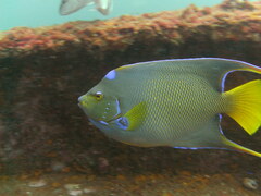 Holacanthus ciliaris