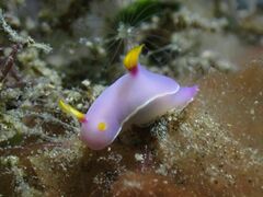 Hypselodoris bullockii