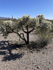Cylindropuntia fulgida