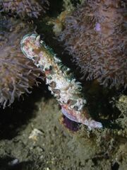 Glossodoris acosti