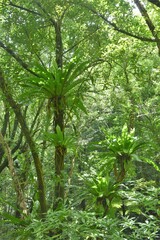Asplenium nidus