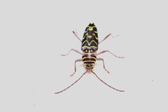 Megacyllene acuta