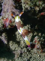 Nembrotha chamberlaini