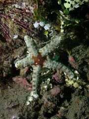 Neoferdina cumingi
