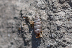 Abida vasconica