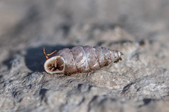 Abida vasconica