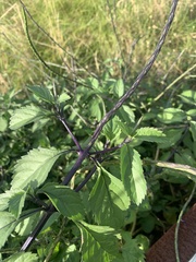 Stachytarpheta