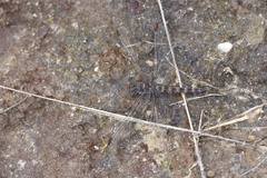 Crocothemis saxicolor