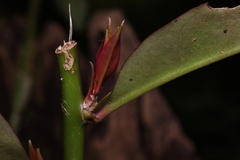 Pereskia aculeata
