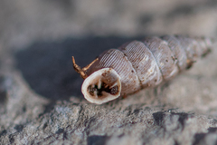 Abida vasconica