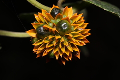 Tilesia baccata