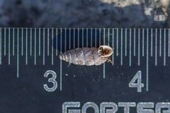 Abida vasconica
