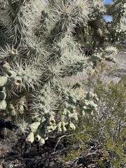 Cylindropuntia fulgida