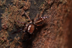 Cotinusa