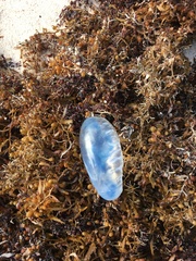 Physalia physalis