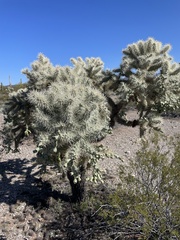 Cylindropuntia fulgida