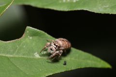 Gastromicans