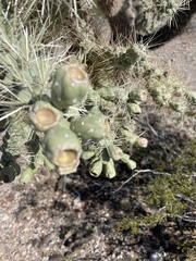 Cylindropuntia fulgida