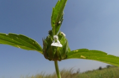 Leucas cephalotes