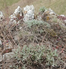 Artemisia austriaca