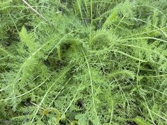 Achillea millefolium