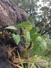 Cissus verticillata