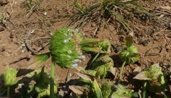 Leucas cephalotes