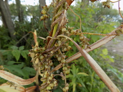 Cuscuta lupuliformis