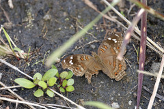 Junonia natalica