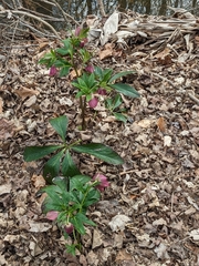 Helleborus orientalis