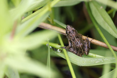 Phrynobatrachus parvulus