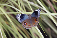 Junonia artaxia